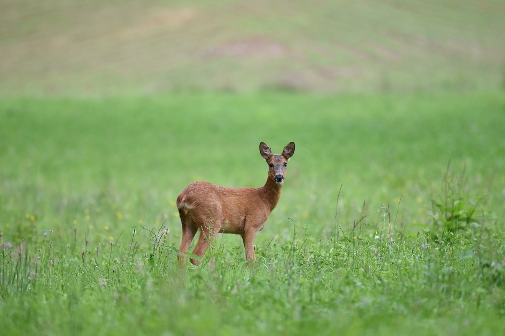 DSC_3141.JPG