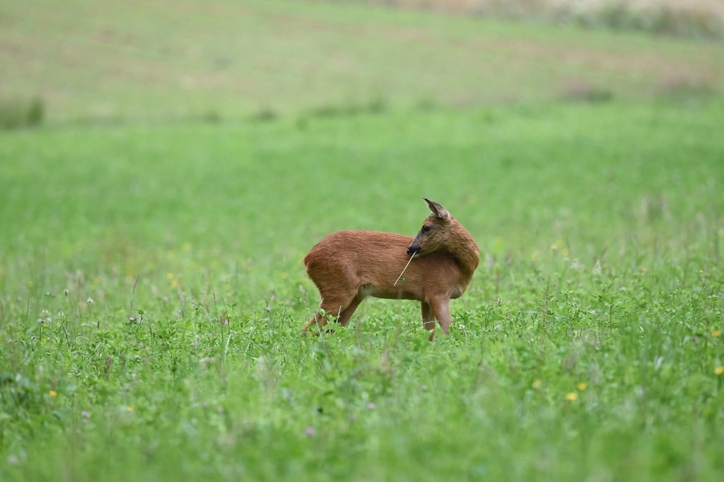 DSC_3165.JPG