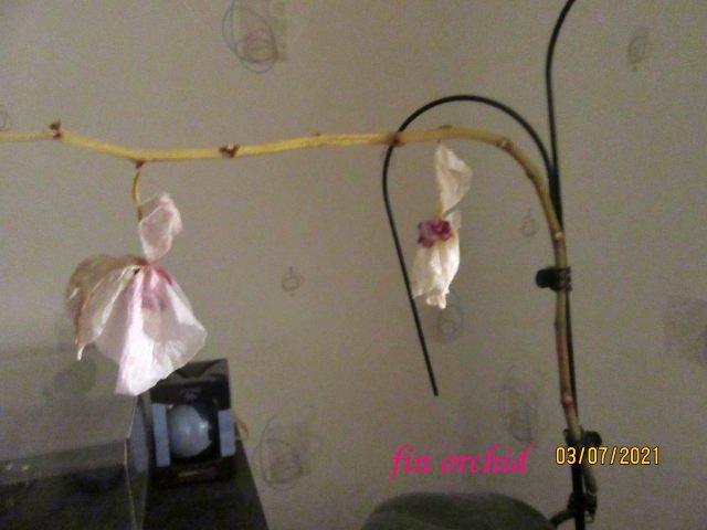 fin orchid3juill.jpeg