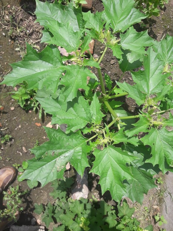210702 plante inconnue.jpg
