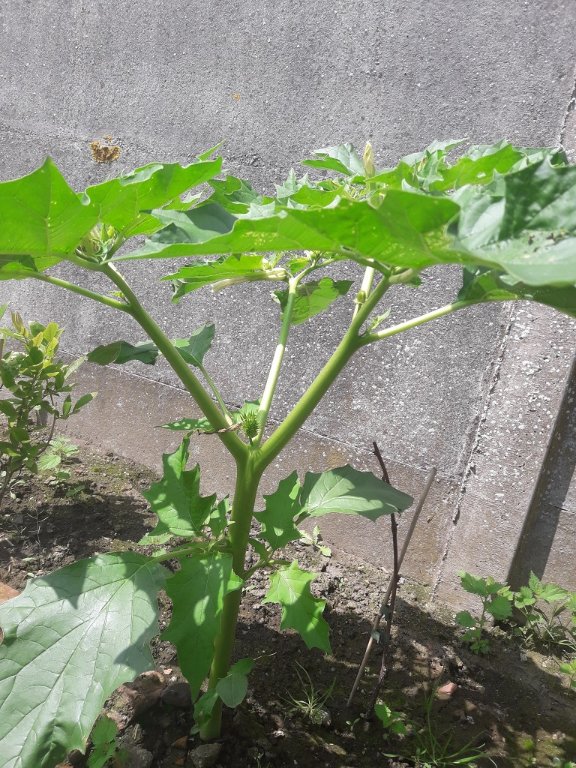 210702 plante inconnue2.jpg