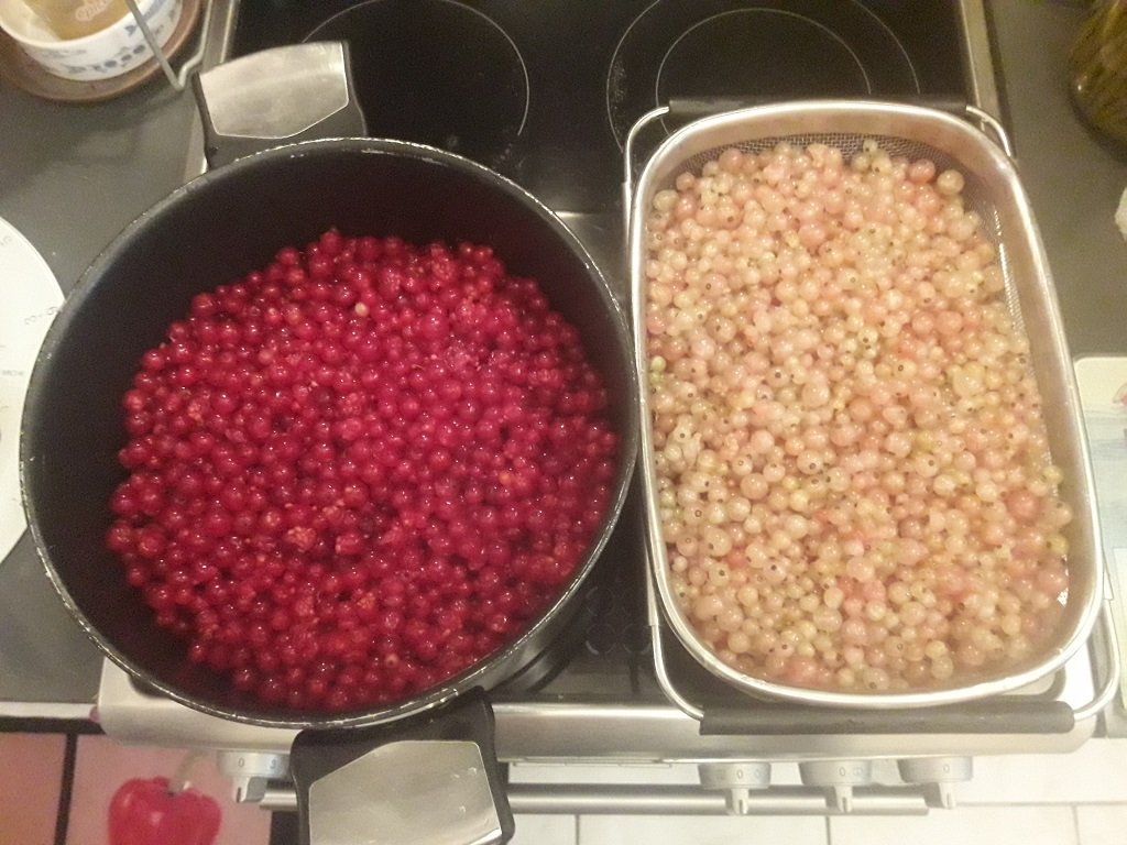 210702 récolte de groseilles.jpg