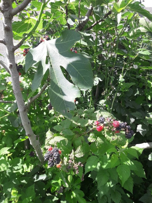 210704 framboises noires.jpg