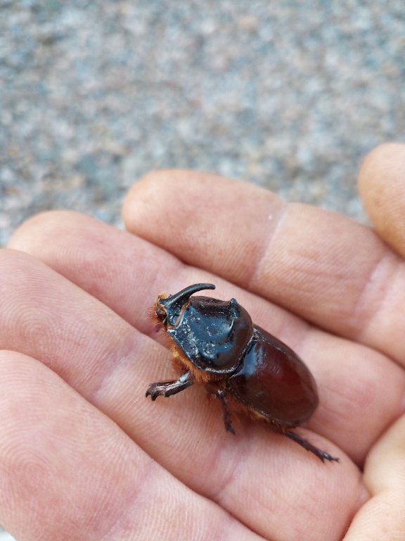 Rhinocéros (Oryctes nasicornis)