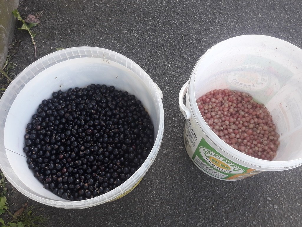 210708 récolte de groseilles et cassis.jpg