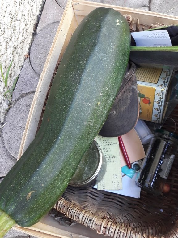 courgette (1).jpg