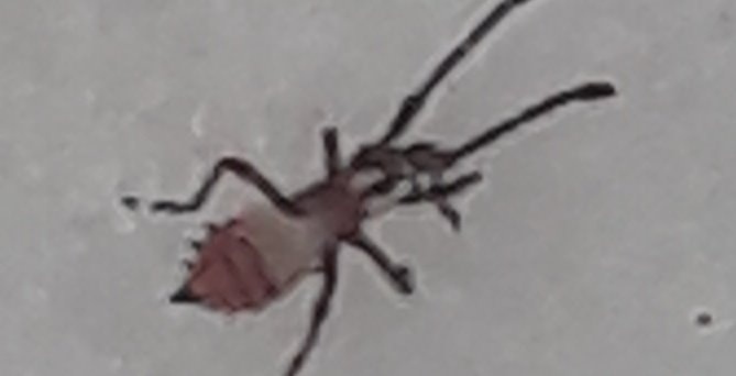 insecte.jpg