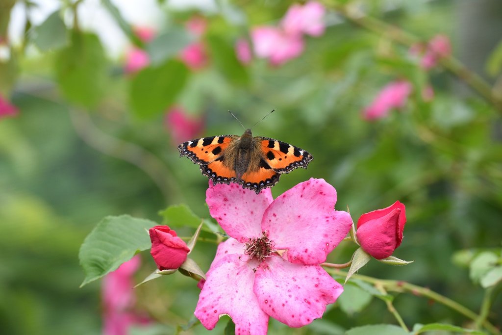 DSC_2450.JPG