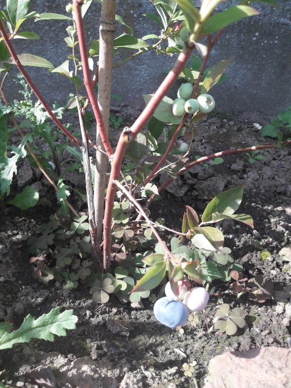 210709 myrtillier de corymbe.jpg