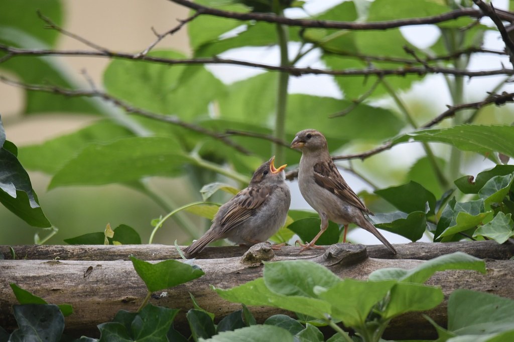 DSC_3691.JPG