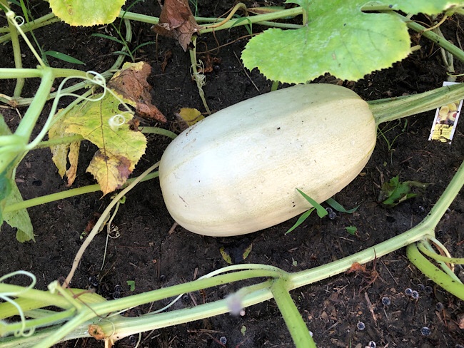 Courge spaghetti
