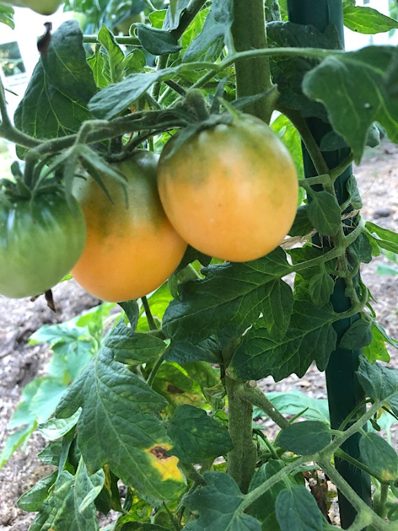 Amana orange