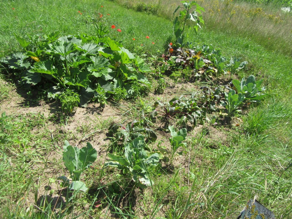 courgette bett19juil.jpeg