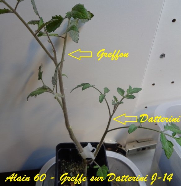 Greffe CdG sur Datterini +.JPG