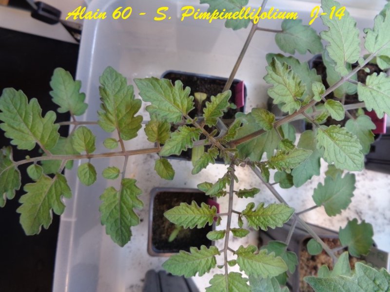 S. Pimpinellifolium +.JPG