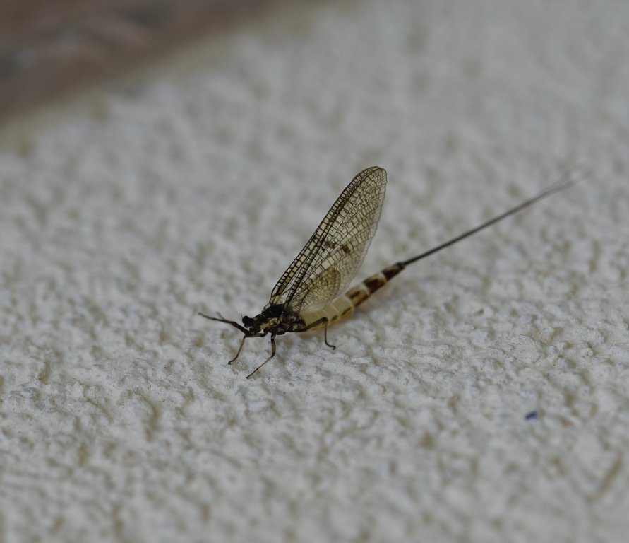 DSC_2870.JPG