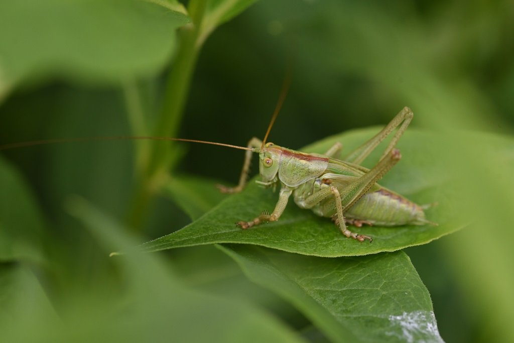 DSC_2780.JPG