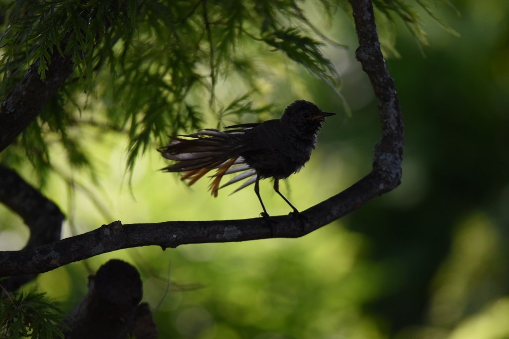 DSC_4144.JPG