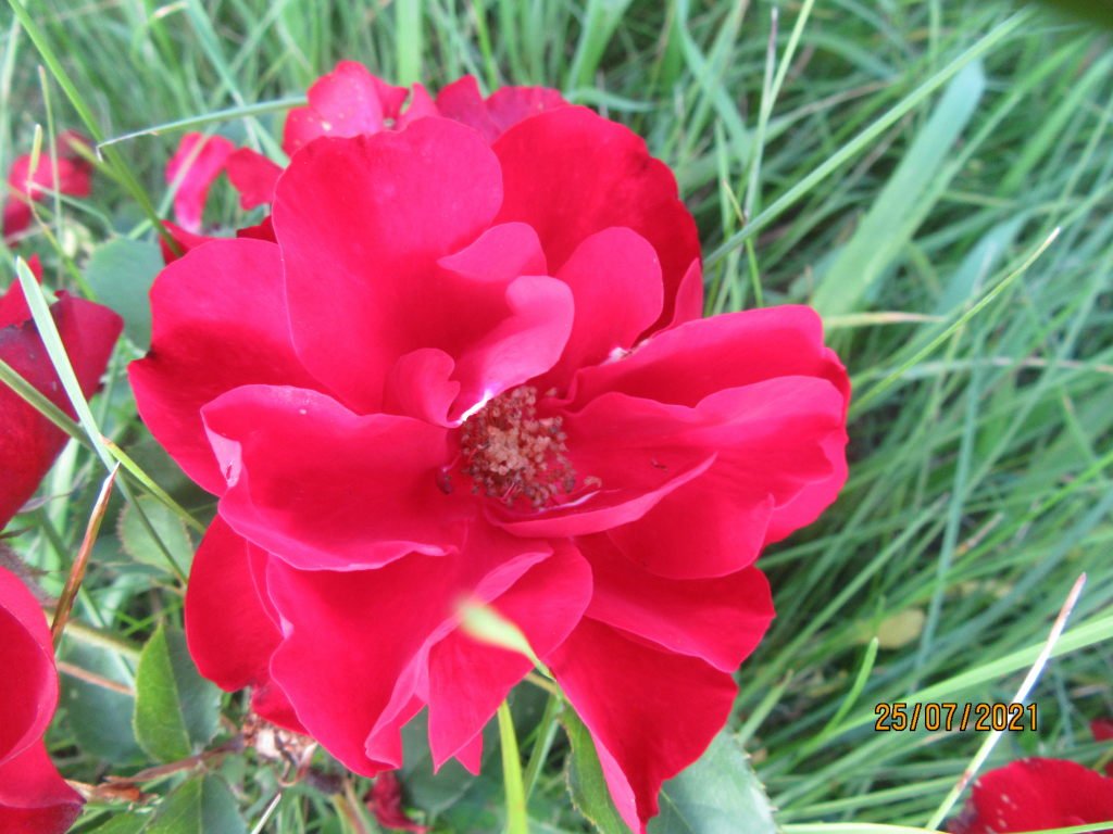 rose beton.jpeg