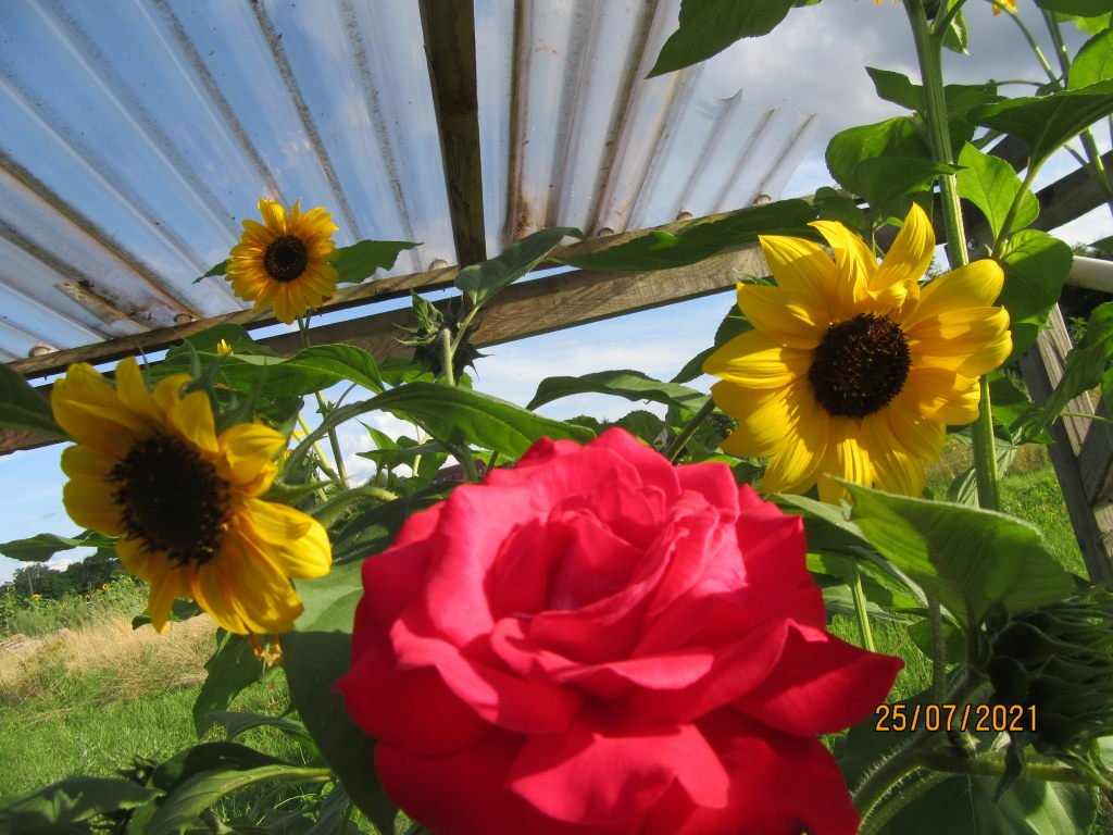 rose tournesol.jpeg