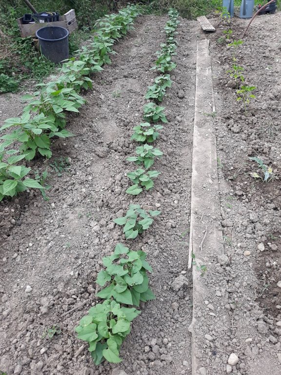 haricots nains (1).jpg