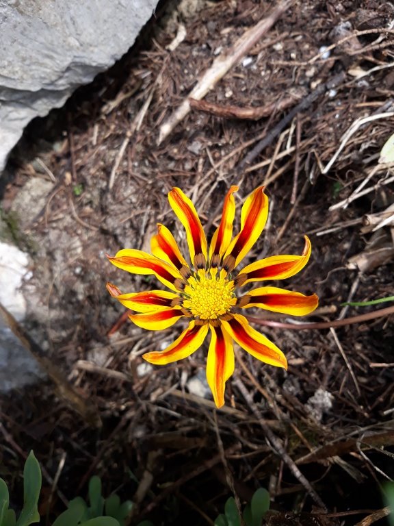 gazania.jpg