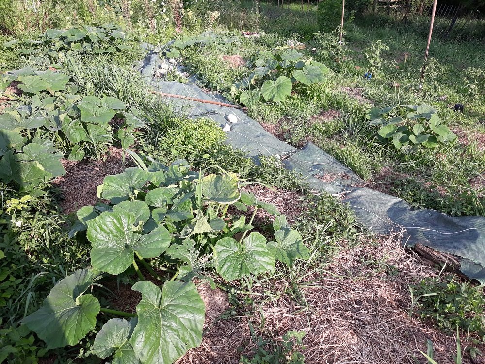 butternut