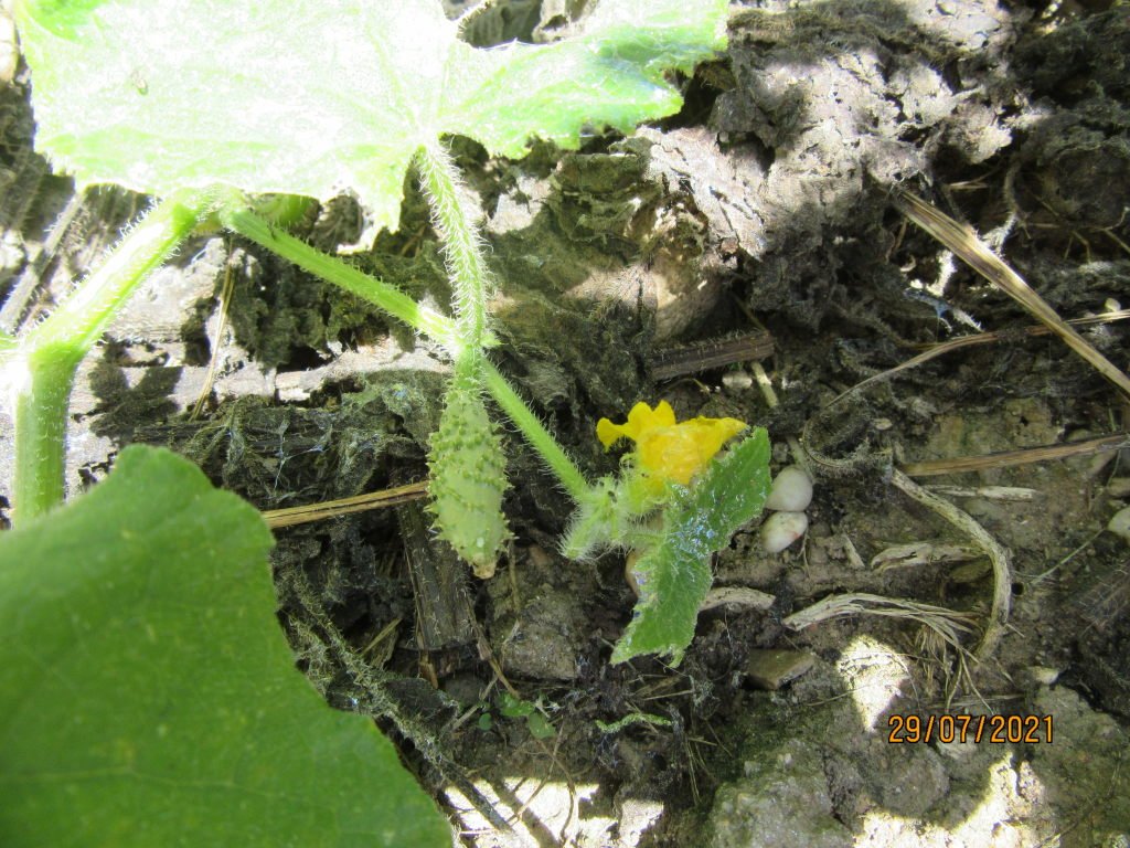 cornichon.jpeg