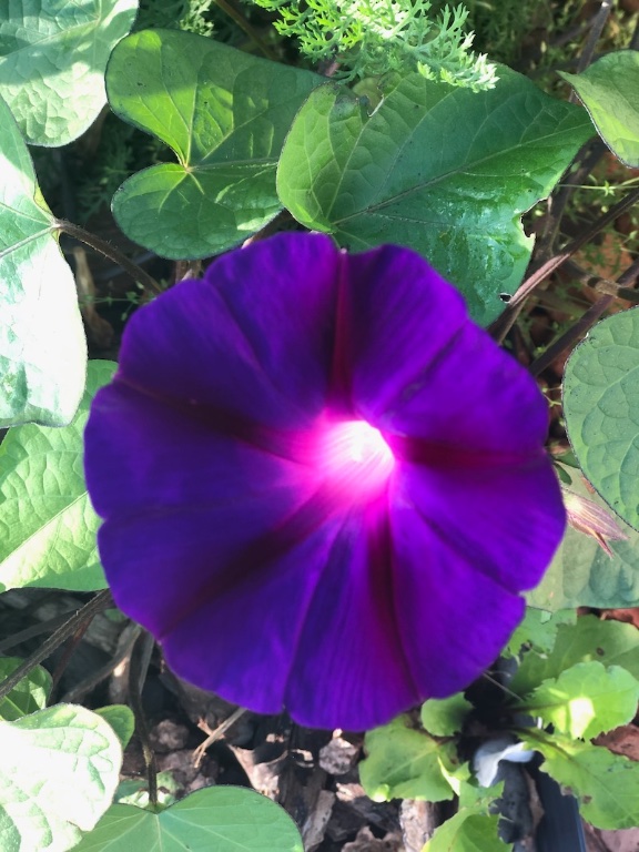 IMG_3451.jpeg