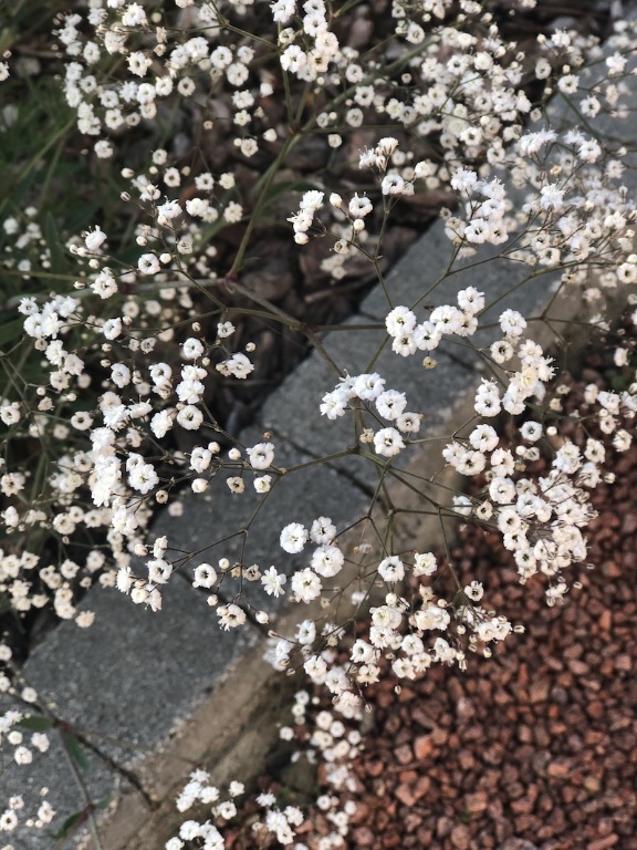 IMG_3452.jpeg