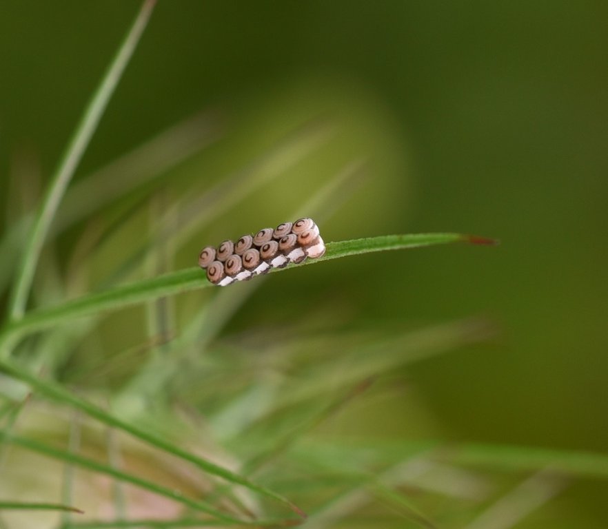 DSC_3047.JPG