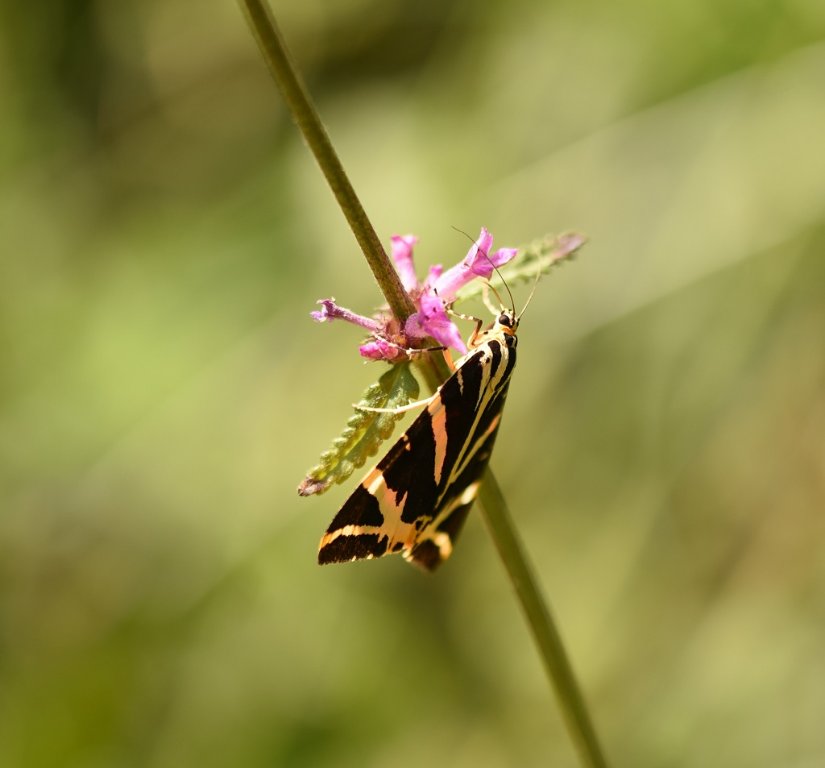 DSC_3335.JPG