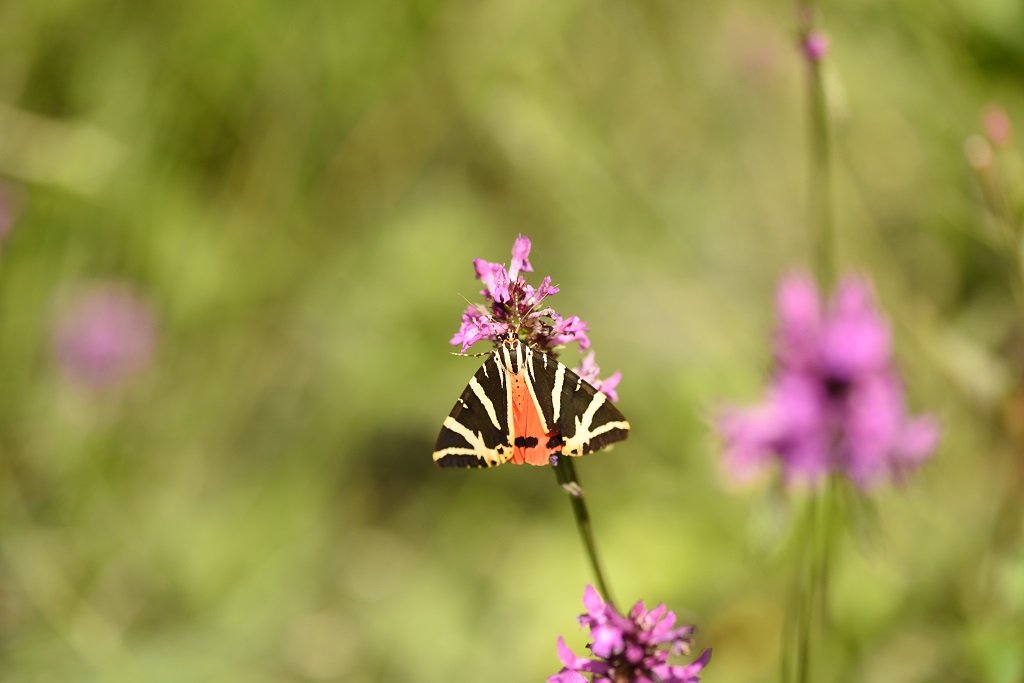 DSC_3352.JPG