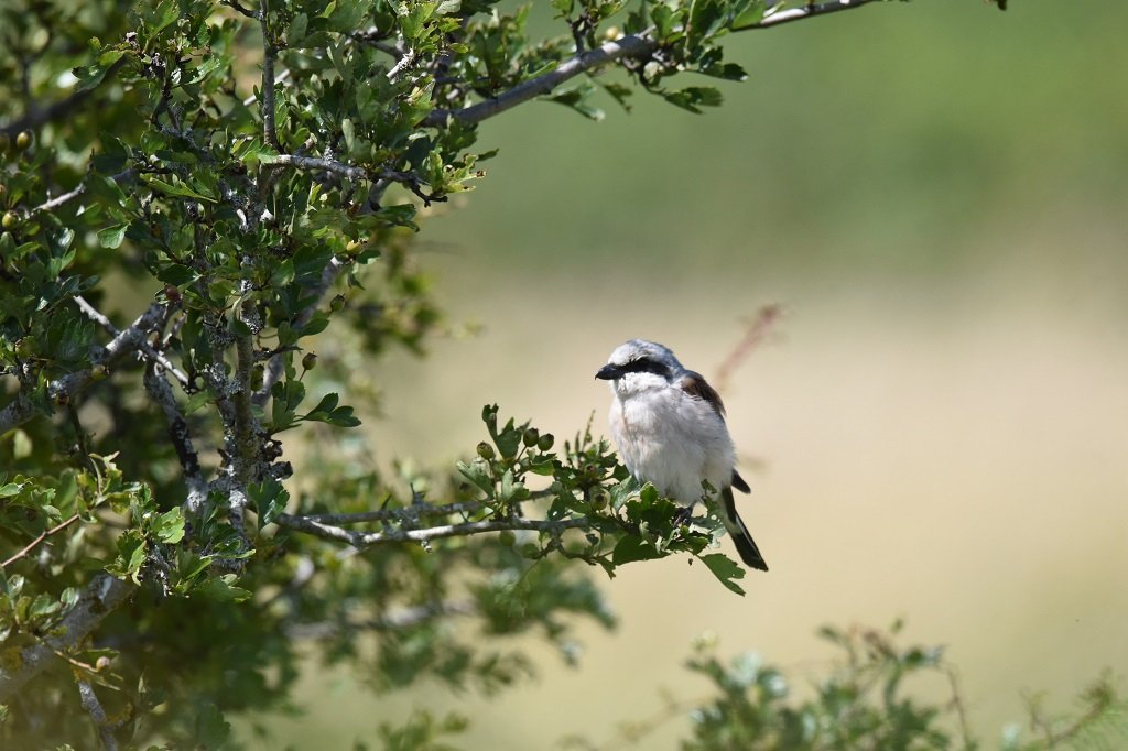 DSC_4489.JPG