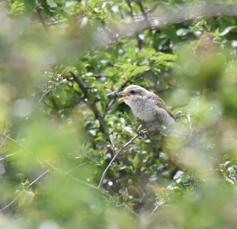 DSC_4525.JPG
