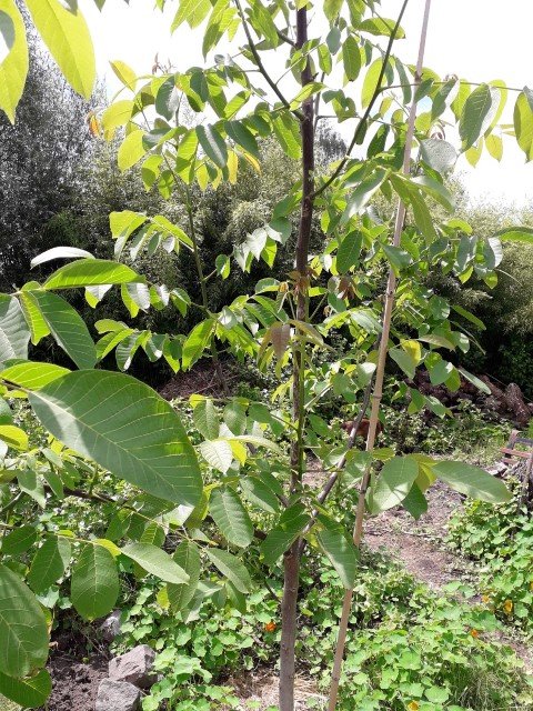 arbre à identifier