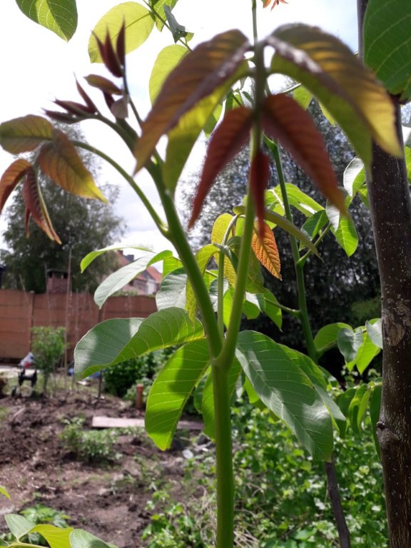 arbre à identifier