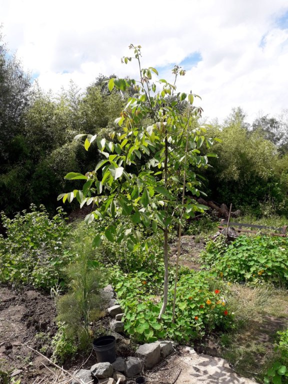 arbre à identifier