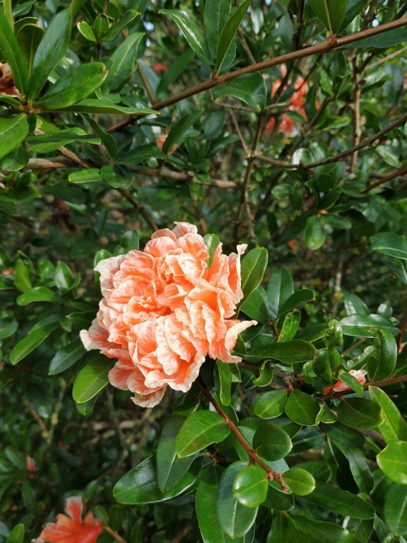 IMG_20210731_094429.jpg