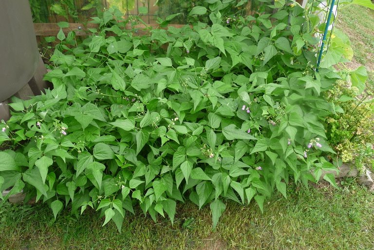 P1040956-ConvertImage.jpg