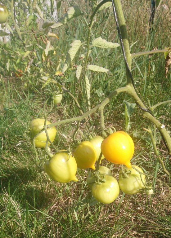 yellow pepper.jpg