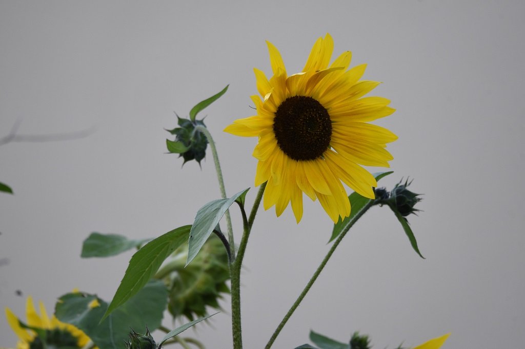 DSC_4976.JPG