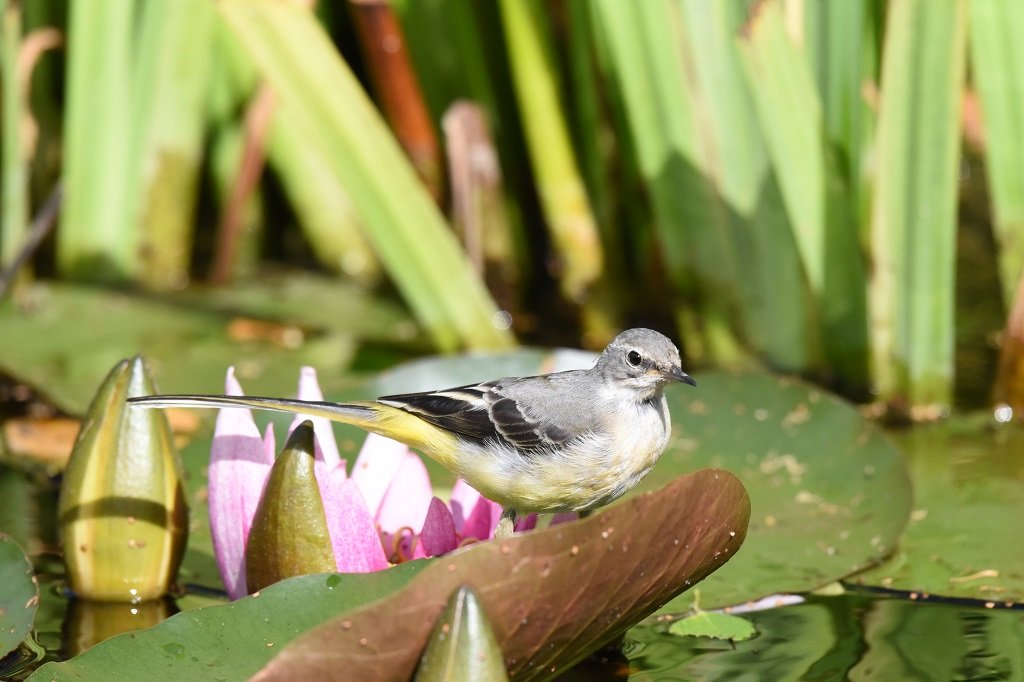 DSC_4846.JPG