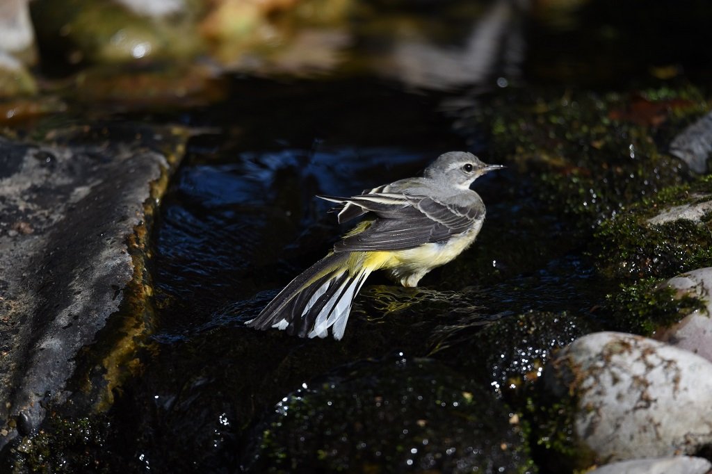DSC_4925.JPG