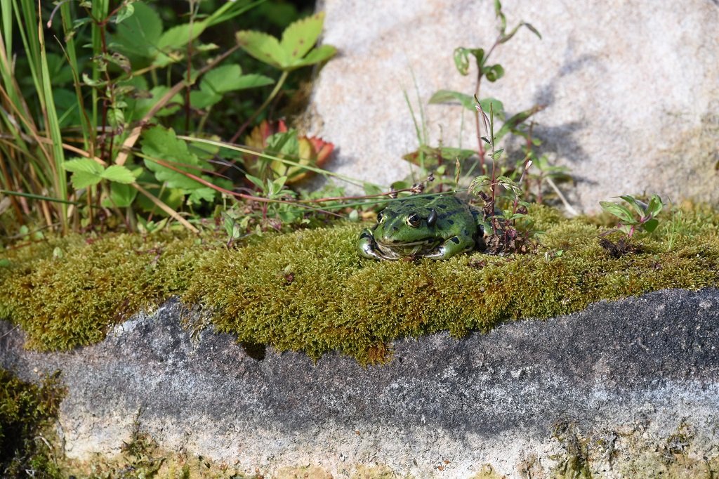 DSC_4964.JPG
