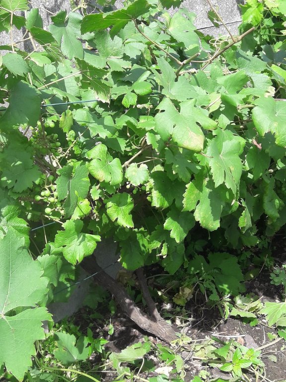 210729 chasselas.jpg
