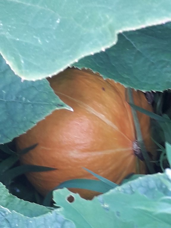 210729 citrouille.jpg