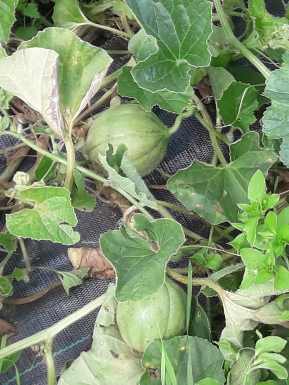 210729 melons.jpg
