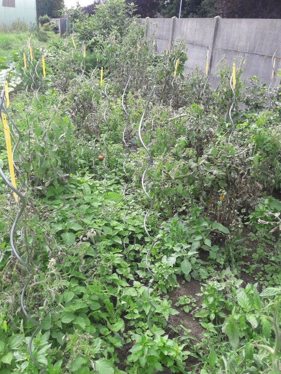 210801 parc grillé par le mildiou.jpg