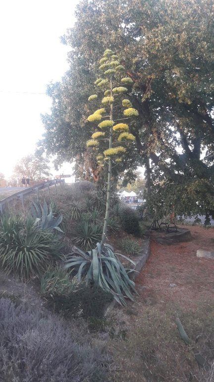 210719 agave.jpg